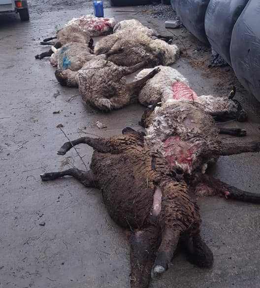 Image source: Orchard Veterinary Centre Armagh
