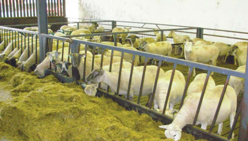 Source: Teagasc
