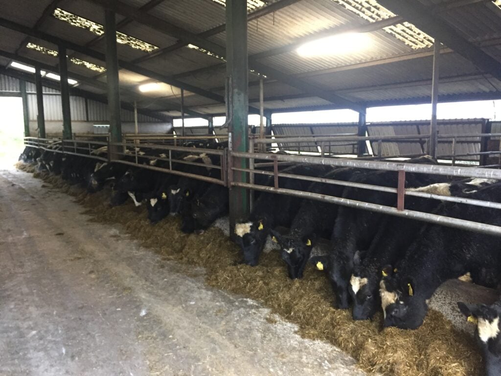 Yearling heifers on the Limerick holding