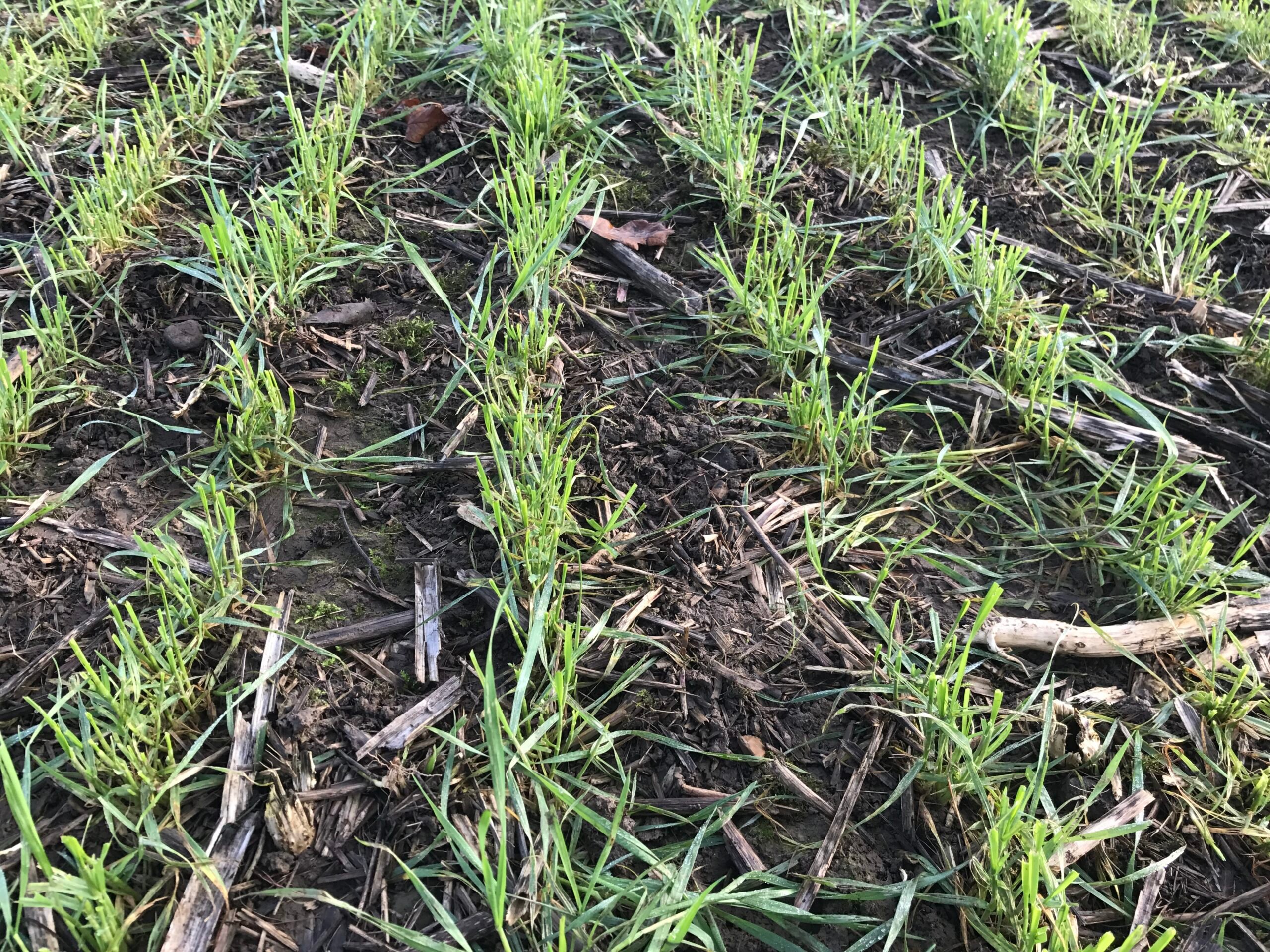 This winter wheat crop was grazed by a flock of 600 ewes