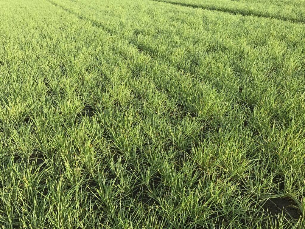 Ground was noticeably softer under this ploughed field of winter barley