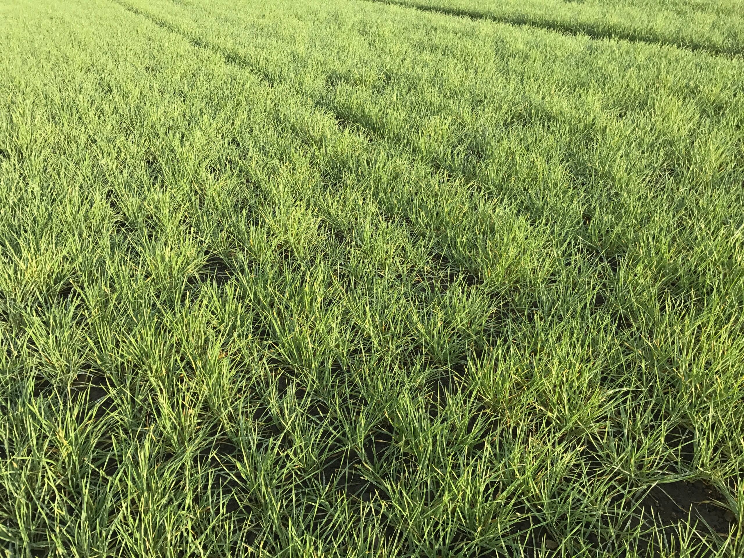 Ground was noticeably softer under this ploughed field of winter barley