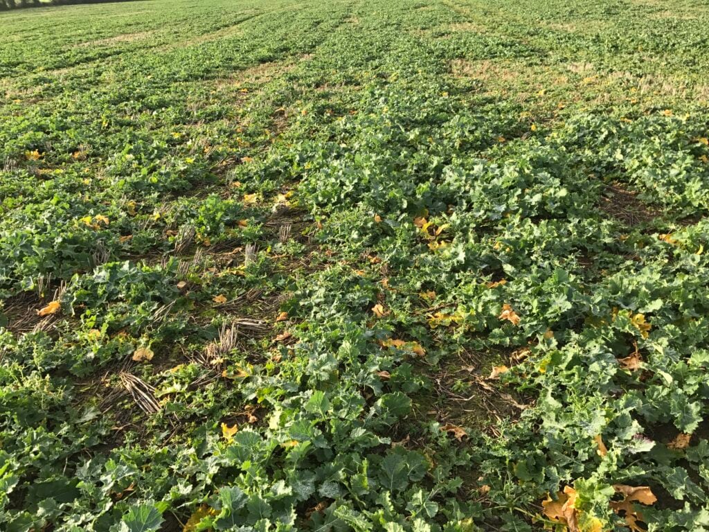 A crop of oilseed rape on McAuley’s Farm