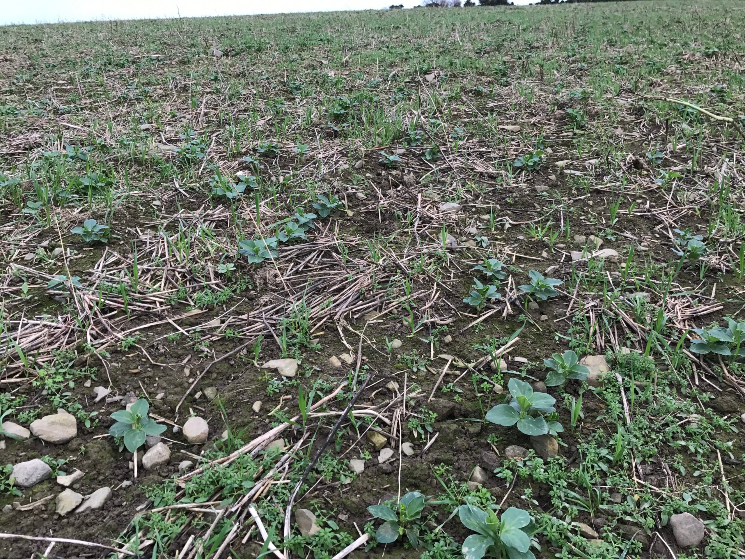 Beans planted with oats and wheat. Phacelia was sown as a cover crop and can also be seen