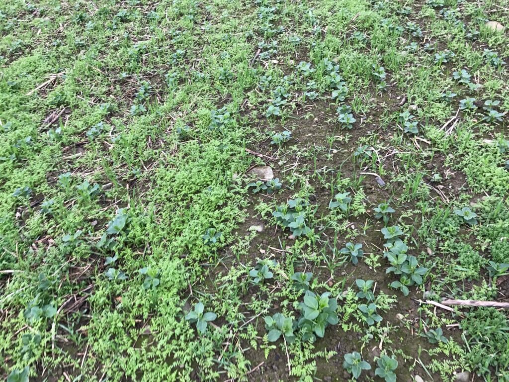 Companion crops creating ground cover