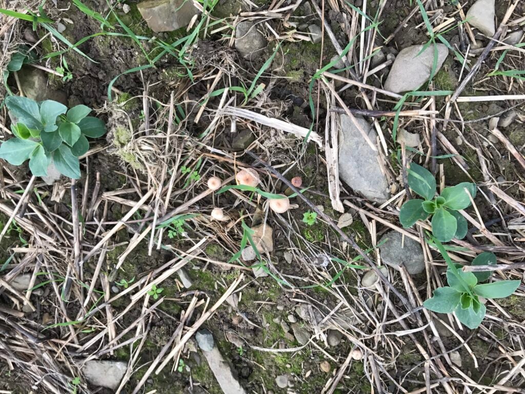 Fungi were growing on the soil
