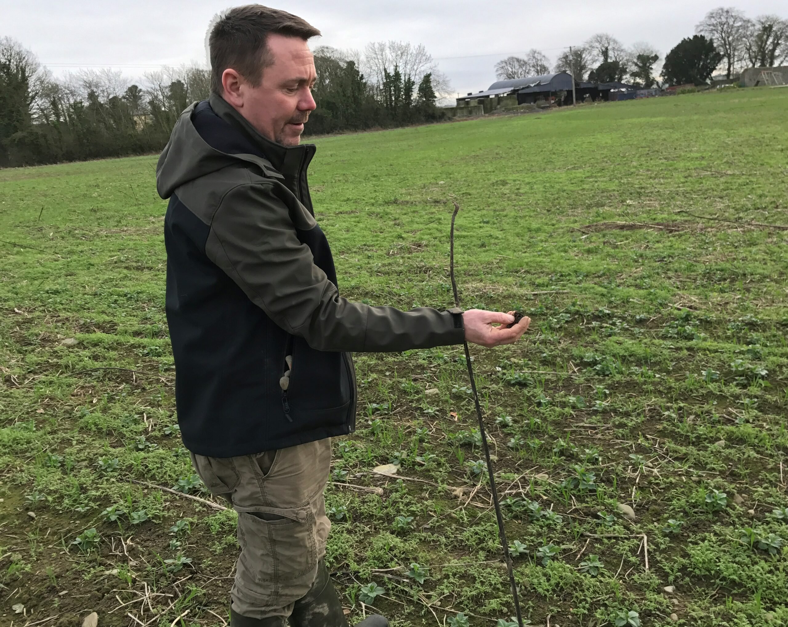 Gareth out in a crop of winter beans which was planted after a mix of sunflowers, buckwheat, phacelia, mustard and tillage radish
