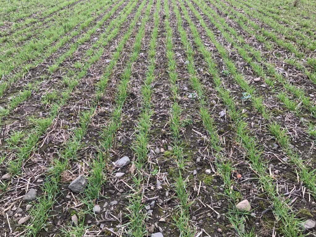 Winter barley sown with a Horsch CO4 drill