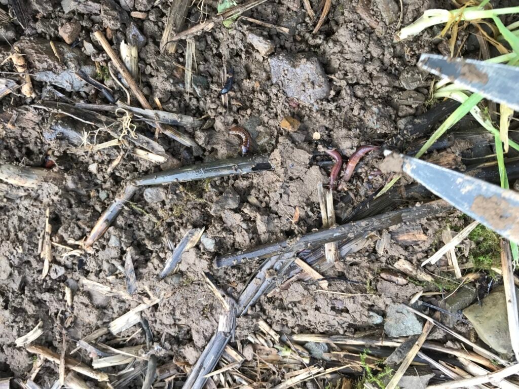 There were plenty of worms and insects in the soil