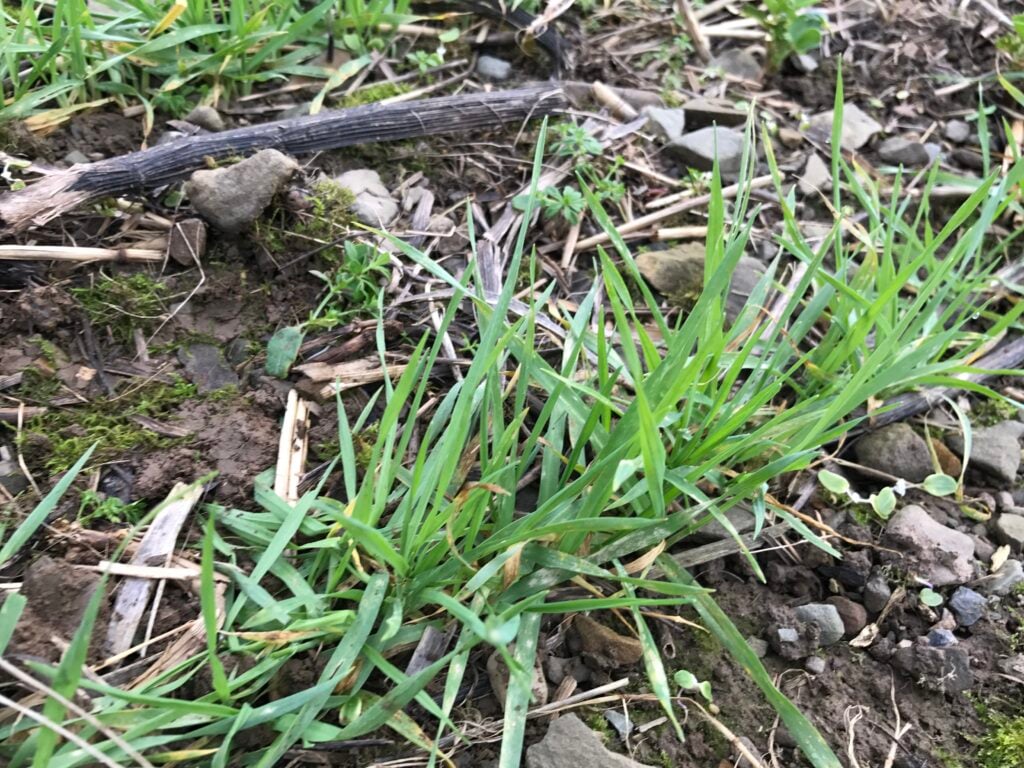 The three-way mix of winter barley. Some plants were infected with mildew, while others were not
