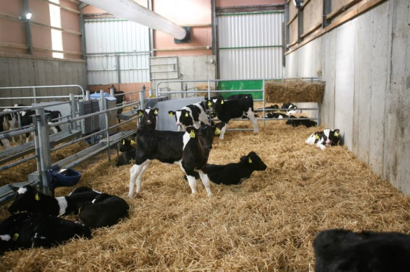 Housed calves during the 2018 calving season