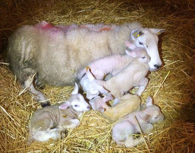 Image source: Colm Flannery