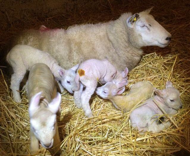 Image source: Colm Flannery