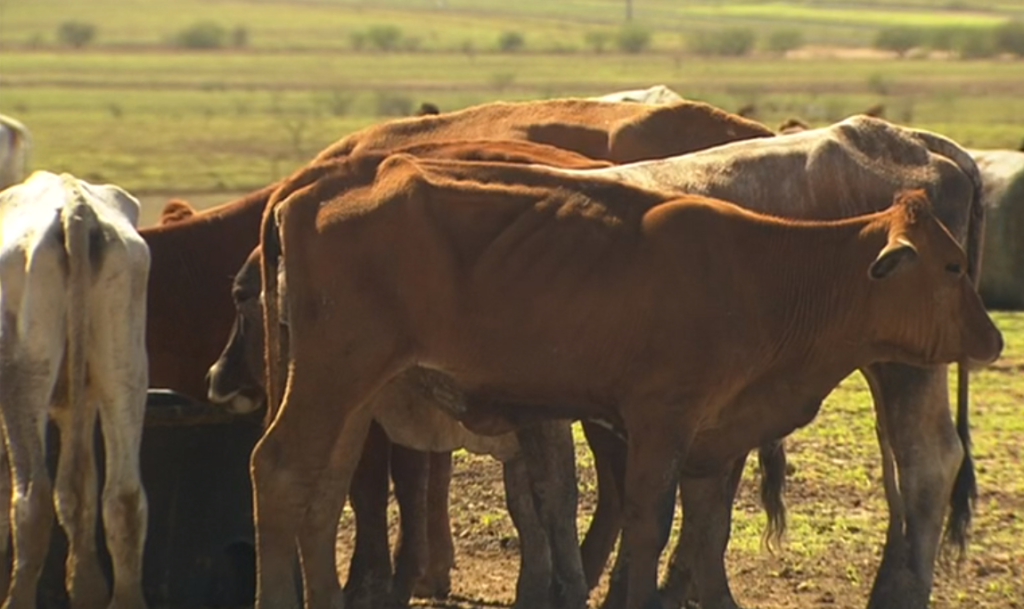 Image source: 7 News Brisbane