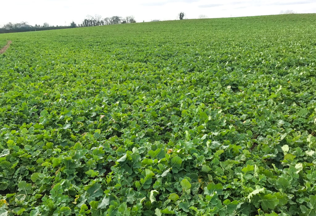 Winter oilseed rape on Darragh’s farm