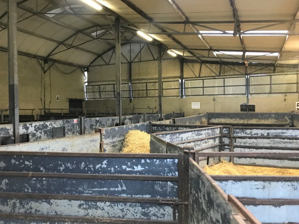 Empty calf pens at Wicklow Calf Company last weekend