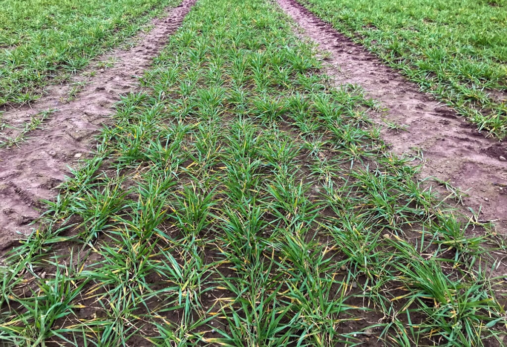 Craft winter malting barley