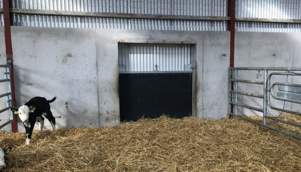 Calf access to a nearby paddock