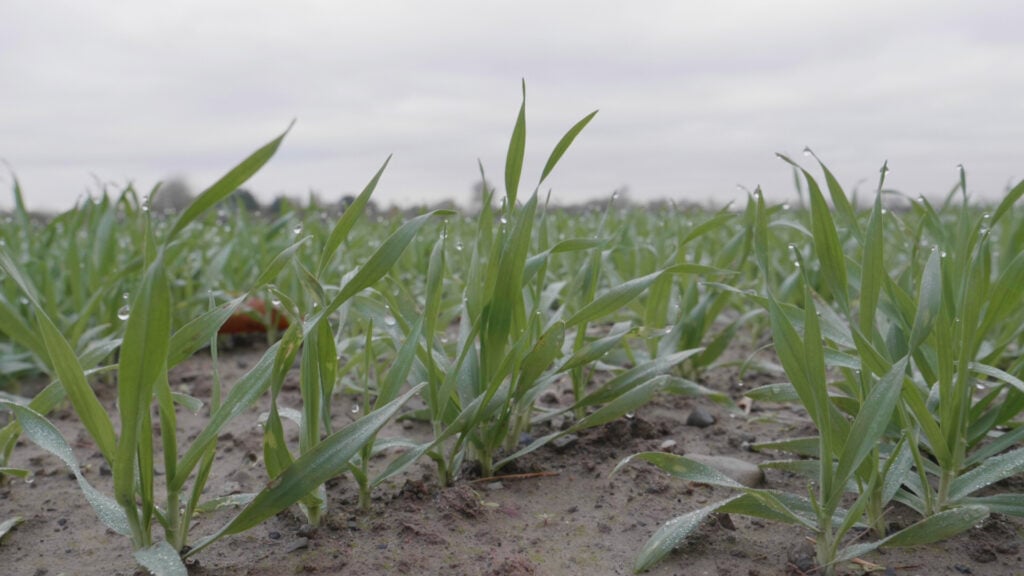 Winter barley at Oak Park