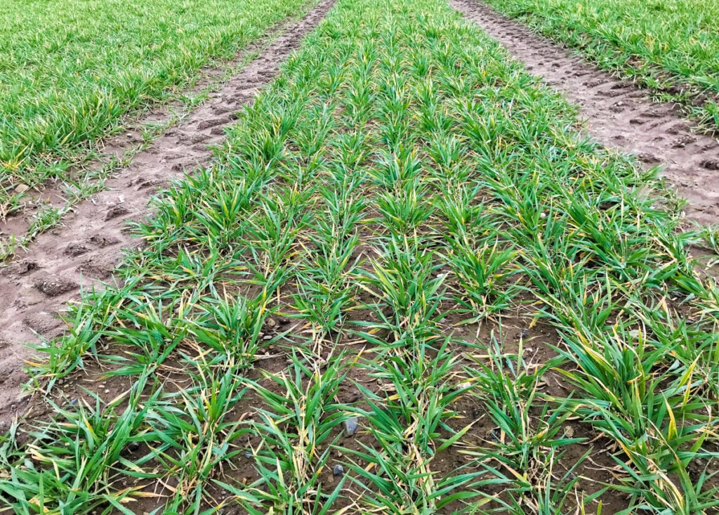 Pixel winter malting barley