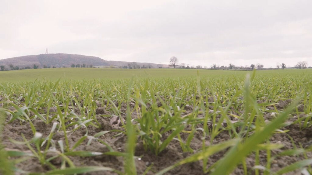 Winter wheat on John O’Loughlin’s farm in Co. Kildare