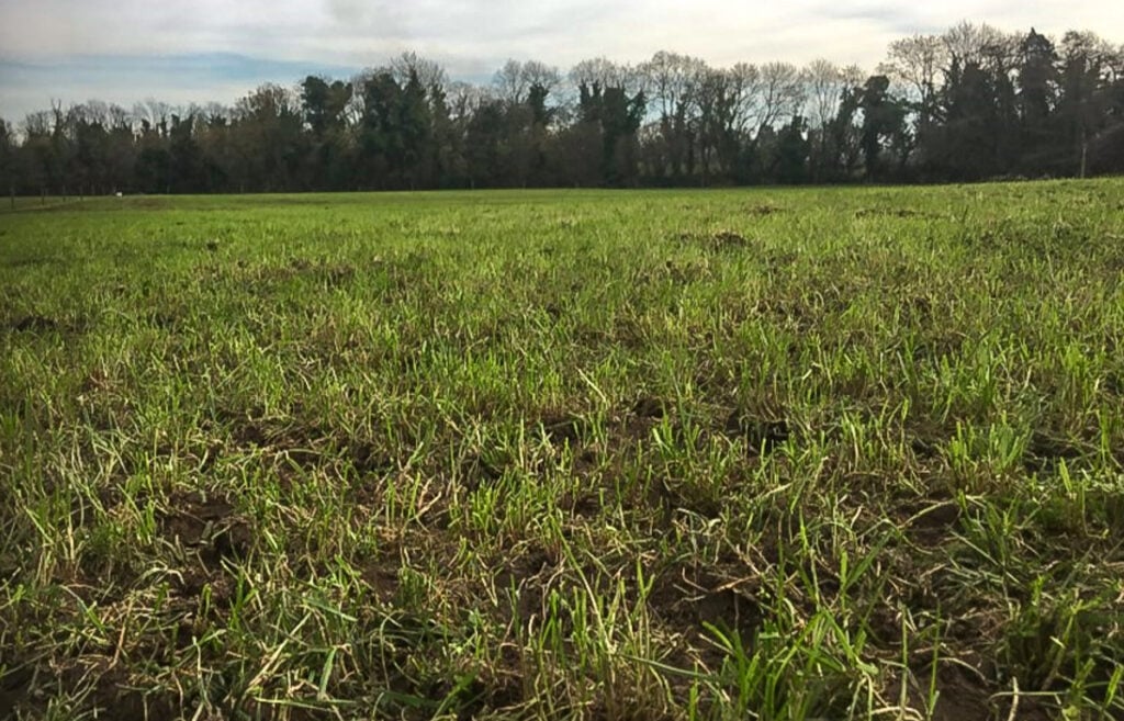 Yearlings achieving excellent residuals. Image source: Teagasc