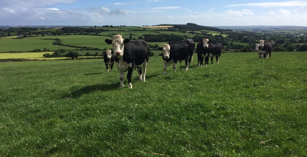 Hereford steers