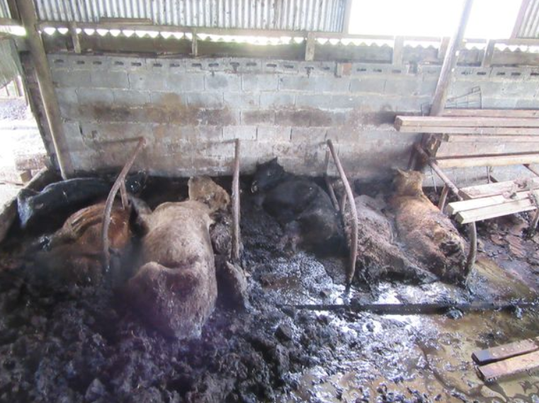 Image source: Ceredigion County Council