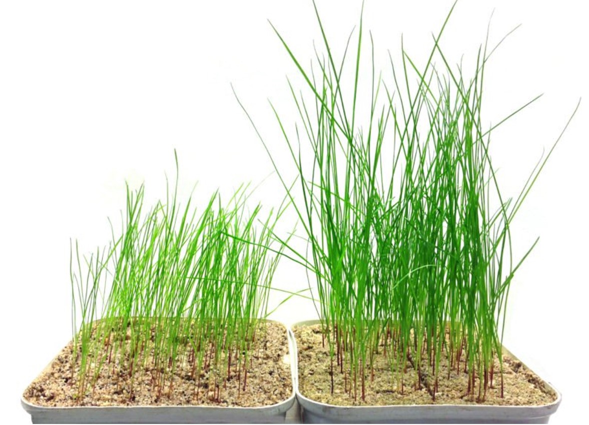 ProNitro being tested in the lab