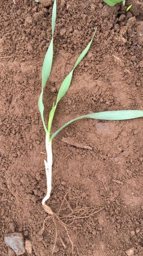Planet spring barley was flying in Cahir, Co. Tipperary. Glanbia's David Quinlan was out crop walking on Thursday