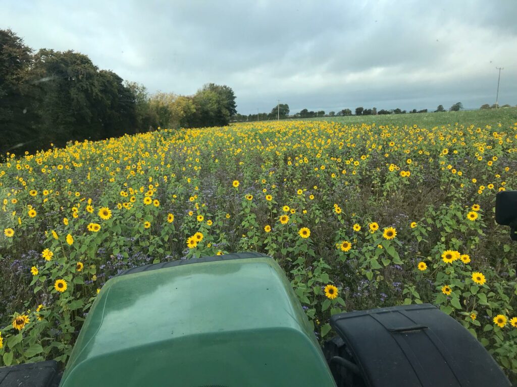 Colour creating biodiversity on Gareth Culligan’s farm
