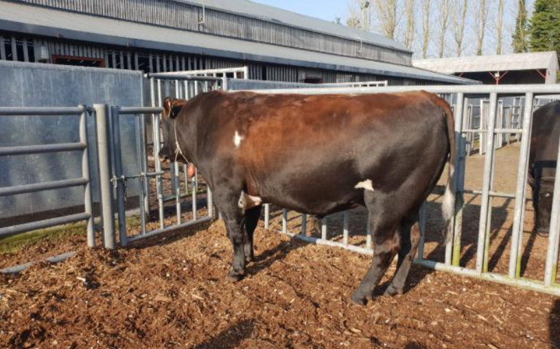 Breed: JE; Sire: PSQ; Age: 24 months; DMI: 14.91kg/day; ADG: 2.04kg/day; Feed efficiency: 7.31; Final liveweight: 712kg; Carcass weight: 387kg; Kill out: 54%; Conformation and Fat Score: R=3=