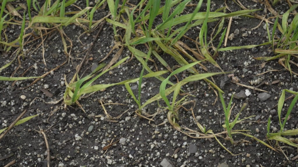 These winter barley plants were suffering from severe Mn deficiency