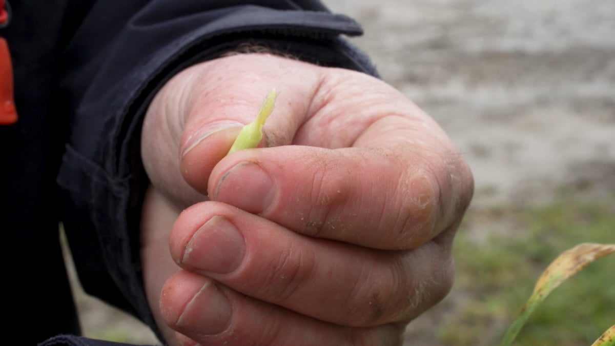John dissected the crop and estimated that the flag leaf was 10-14 days away
