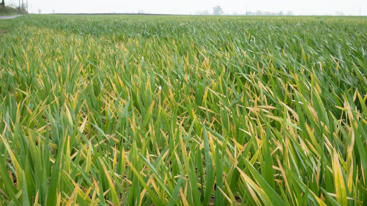 Winter barley which didn’t receive any nitrogen due to a sprayer miss