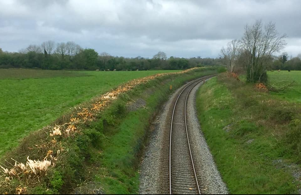 The hedge after being cut. Image source: Pippa Hackett Facebook page