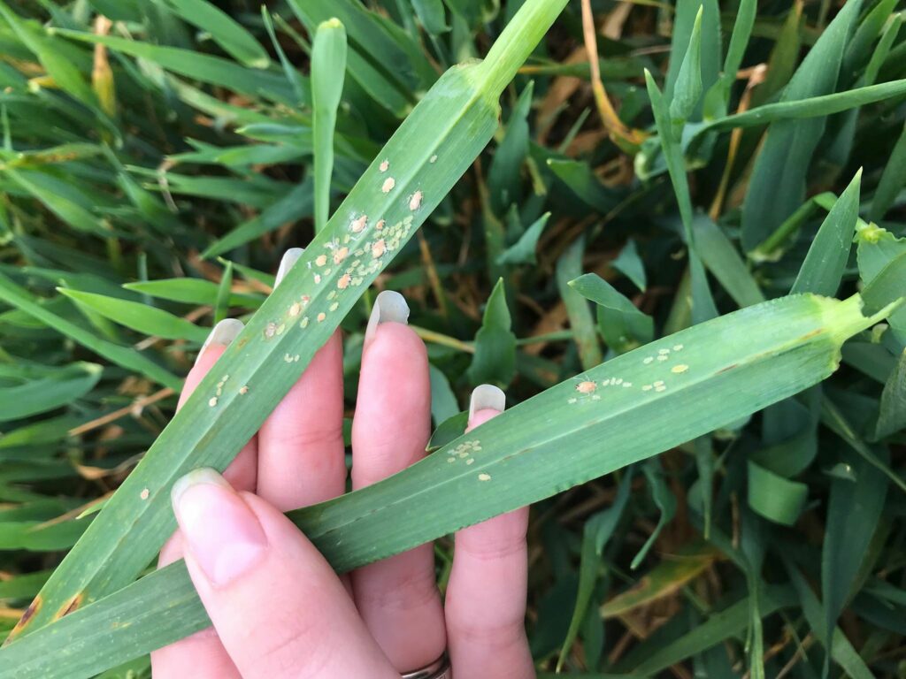 Aphids on winter barley in Co. Cork last week. Image source: Louise McNamara, Teagasc