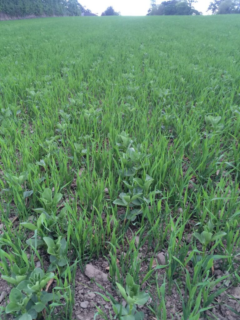 Beans planted with oats and wheat for ground cover