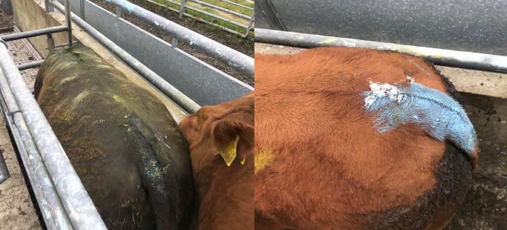 Left: Bulling heifer marked with chin ball. Right: Tail paint