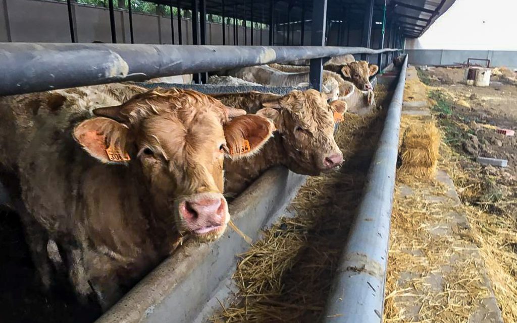 Charolais bulls in Algeria