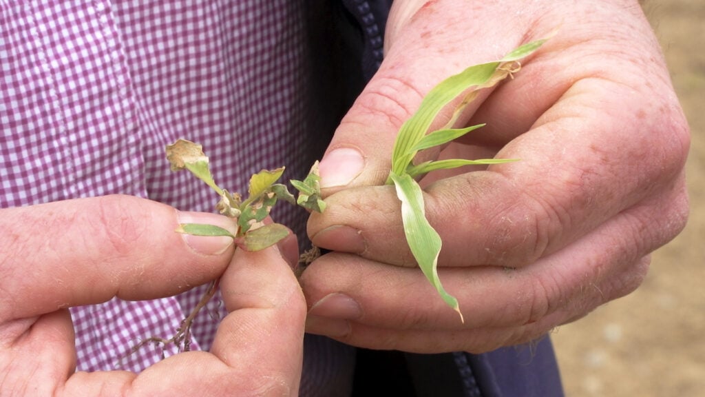 John will hit the weeds with a second herbicide application this week