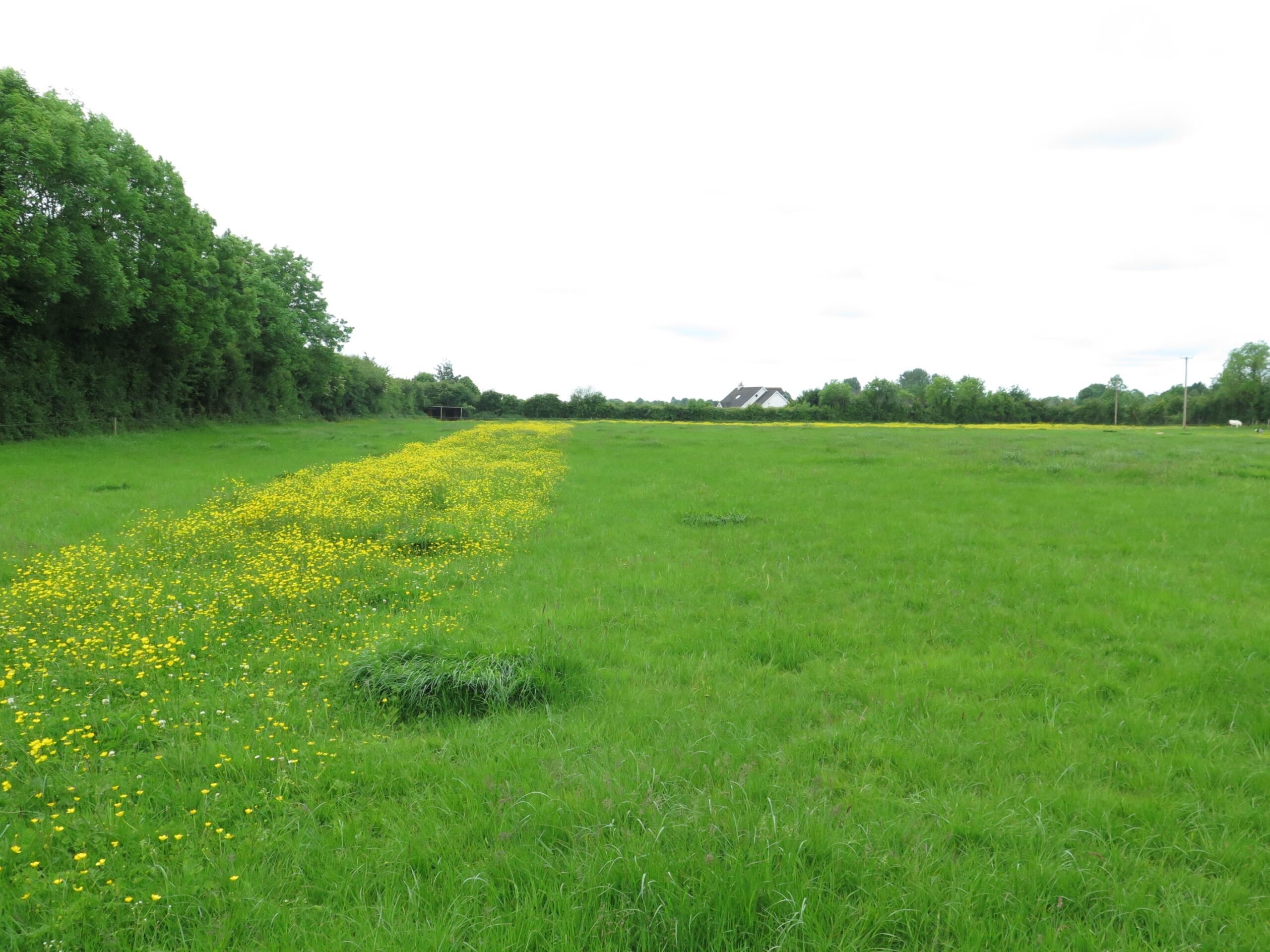 This unsprayed strip, pictured a few weeks after spraying, shows the power of Pastor Trio on buttercups