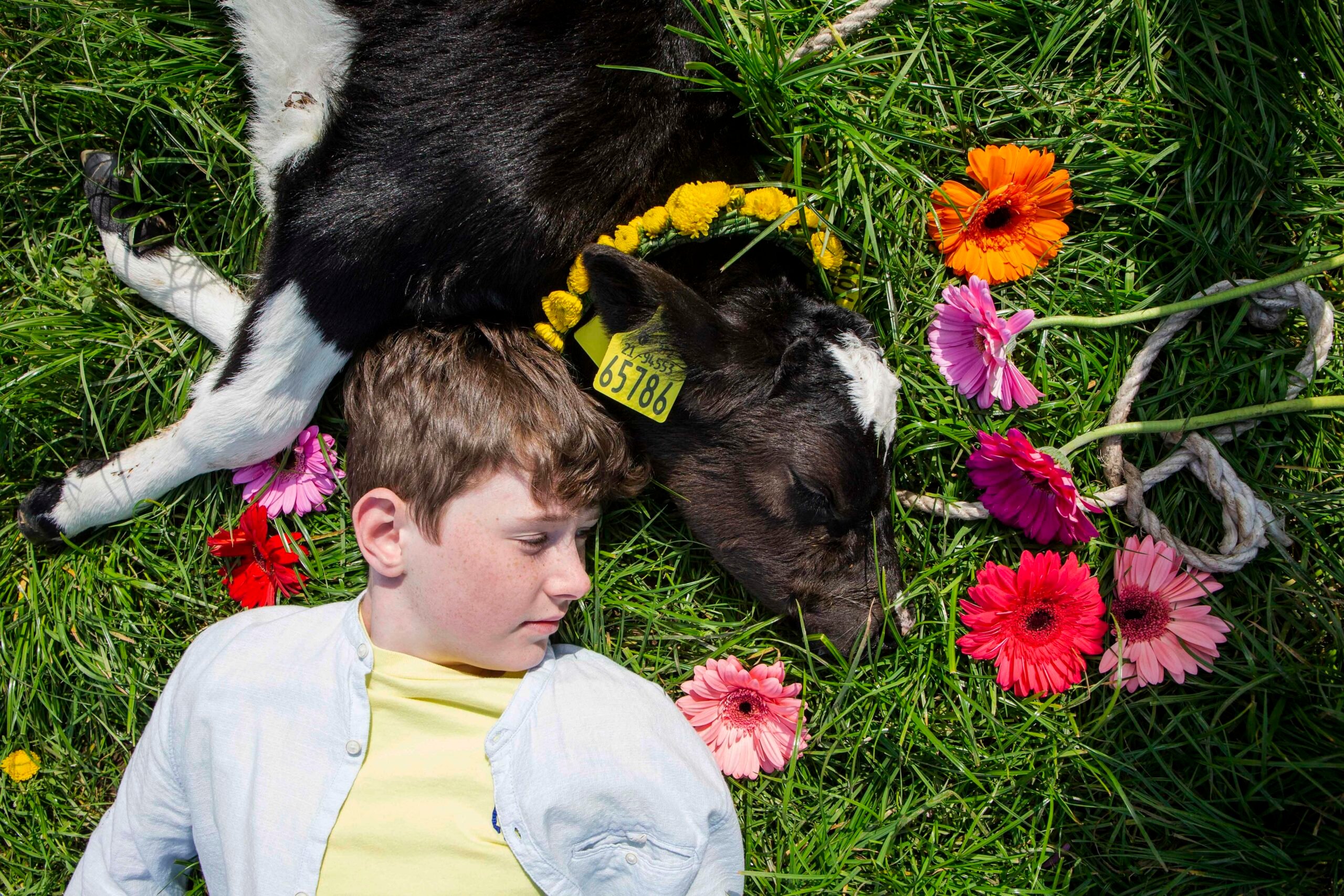 Mark O’Toole with Daisy the calf at the launch of Cork Summer Show 2019.  Image source: Clare Keogh