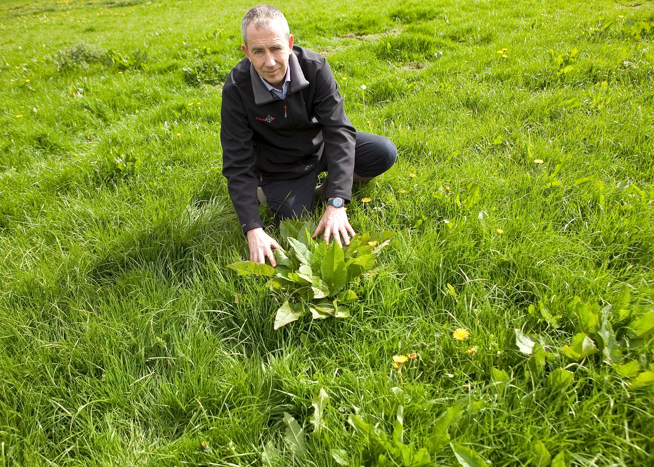 Spray silage swards with DoxstarPro when docks are actively growing and at least three weeks before silage is cut