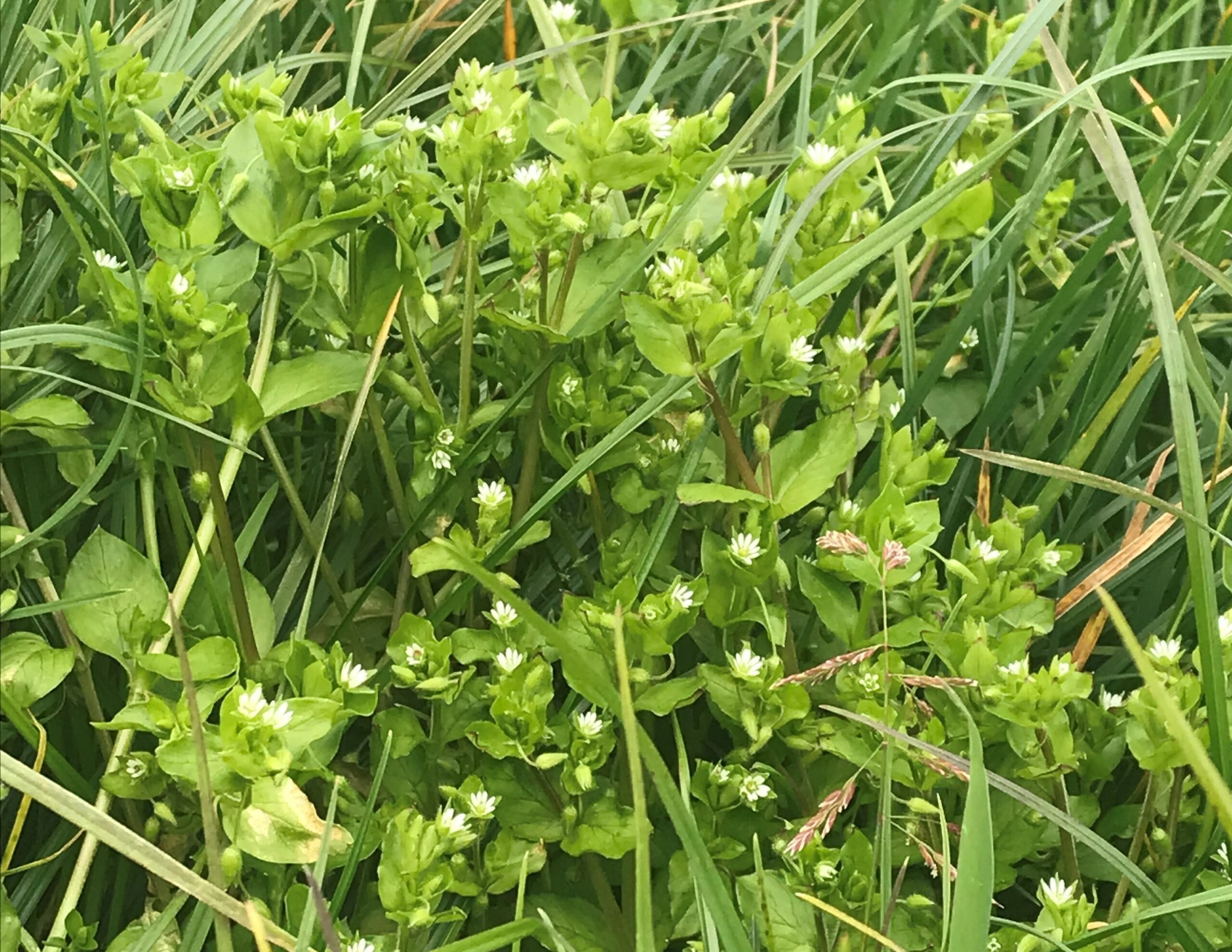 Tight grazing during last summer’s drought has led to an increased infestation of common chickweed