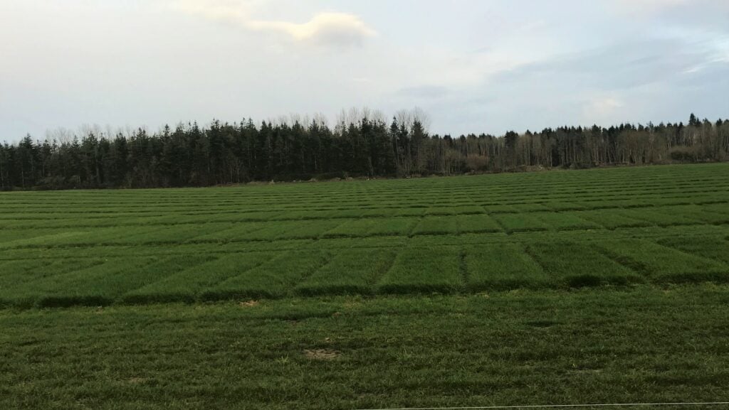 Some of the grass plots at Oak Park