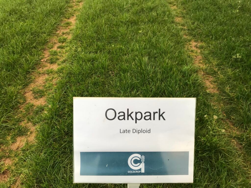 Oak Park was the first variety to come from the Teagasc/Goldcrop marketing agreement