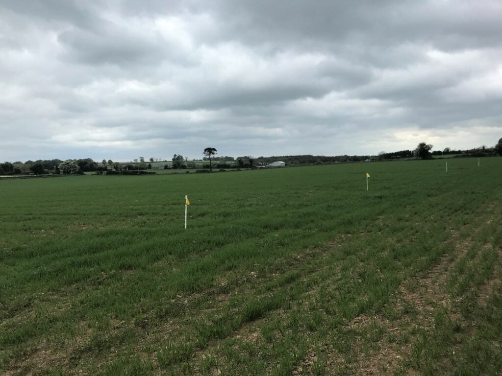 The Jacksons set up a trial where a tine cultivator traveled through some of the oats and clover was sown once cultivated at the two-to-three leaf stage