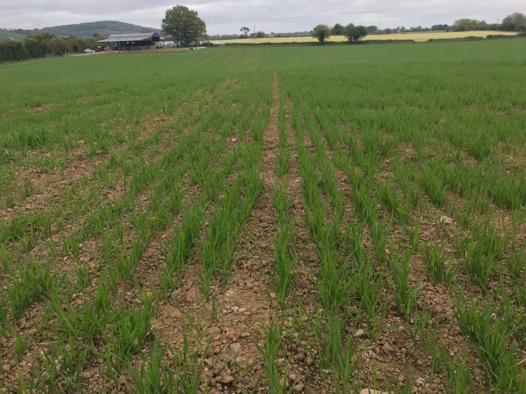 A tine cultivator was used to suppress weeds