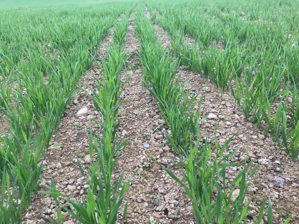 Organic oats on the Jacksons’ farm